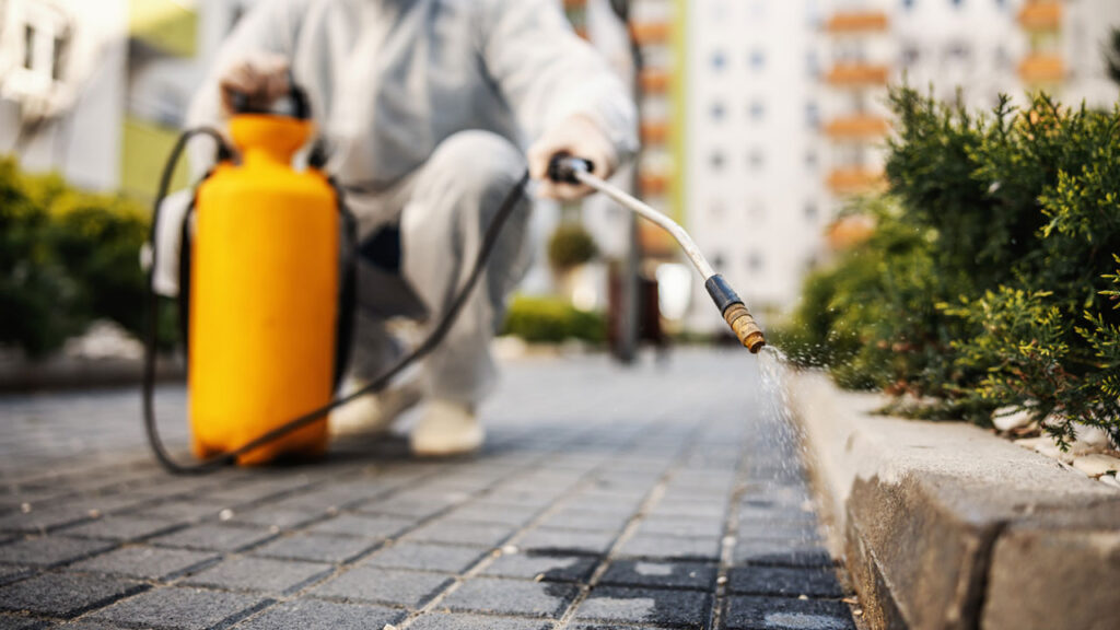 Top-7-chemical-to-control-termites-in-the-house