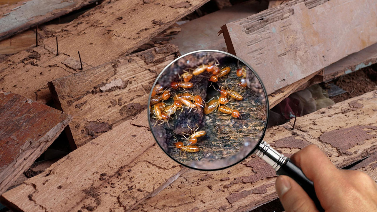 How-to-identify-a-termite-infestation