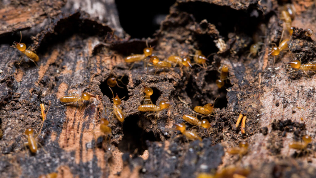 Top-10-problems-caused-by-termites