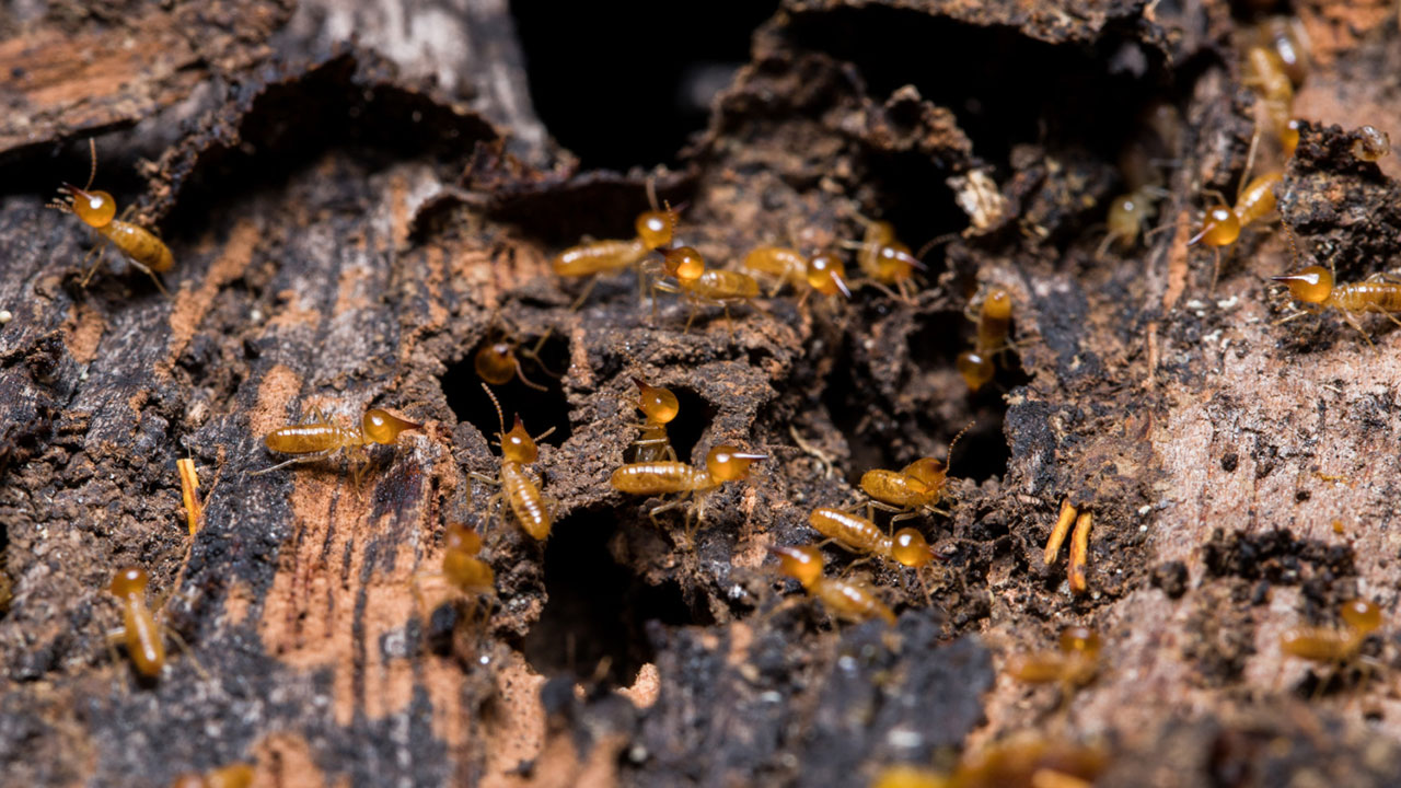 Top-10-problems-caused-by-termites